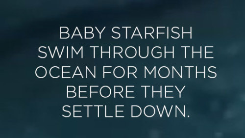 Read more about baby starfish here Image Credit: Stanford University 