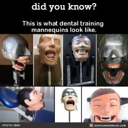 did-you-kno:  This is what dental training mannequins look like. Sleep tight! Source 