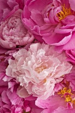 it’s finally peony season!