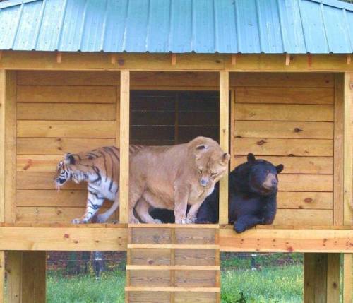 mymodernmet:Amazing Friendship Between a Bear, Lion, and Tiger Who All Live Peacefully Together