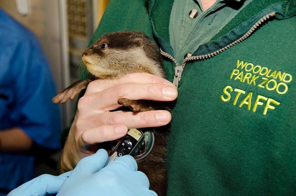 zooborns:  First Check-up for Otter Pups at Woodland Park Zoo  Four Asian Small-clawed