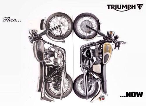 XXX cafuneus:  triumph  photo