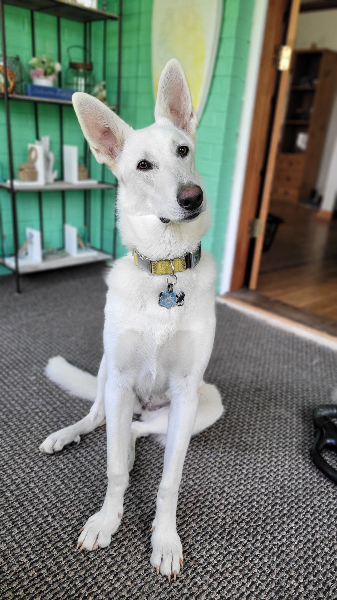 katiiie-lynn:Hanging out in the reading room today and the pups joined me per usual