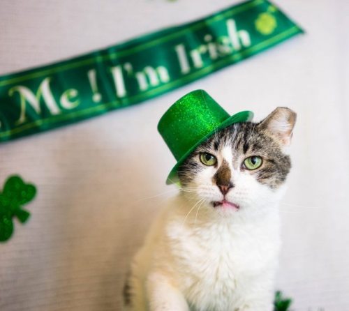 The Animal Rescue League of Berks County Pennsylvania is holding a St.Patrick’s Day event to find ho