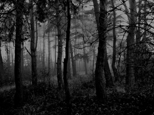 virtuallyinsane:Autumn in black and white by Virtuallyinsane