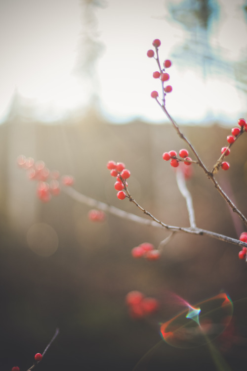 gettingahealthybody:  Autumn; favorite season ever.