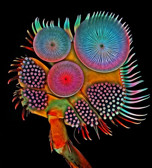 Some of the amazing winners of Nikon’s Small World Photomicrography Competition. Click on