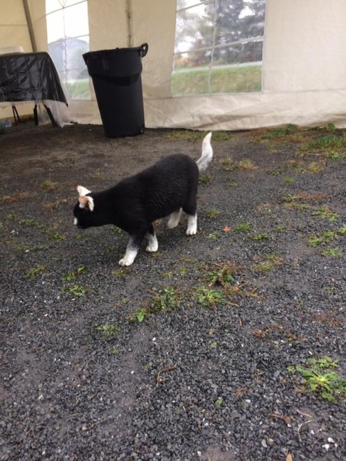 gaytreasure:catsbeaversandducks:This Cat“I FOUND A SPECIAL CATTO TODAY AND HER NAME WAS TIMINE (PRON