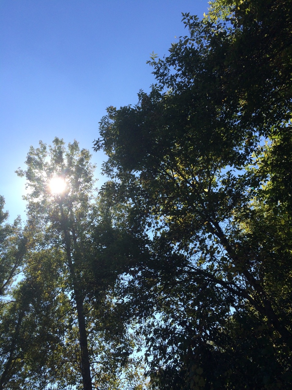 plantically:  from a walk in the forest earlier with harley :~)