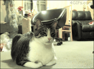 The signs as cats...