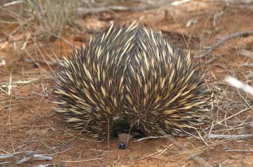 zsl-edge-of-existence:All echidnas are insectivores, but their diet differs depending on the genera.