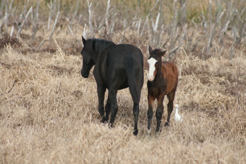 Cracker horses with nursing foal, Payne’s Prairie, La Chua Trail - Gainesville, Florida.