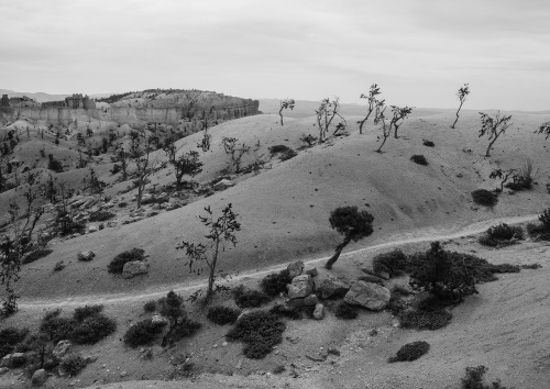 cysewski:Bryce National Park