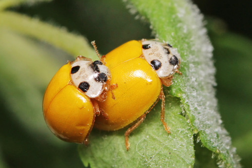  Mycophagous ladybugs.