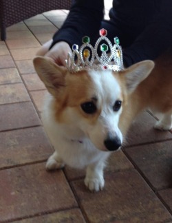 daisycorgibutt:  Congrats Corgi style to