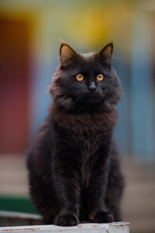 mel-cat:By Yuriy Korotun