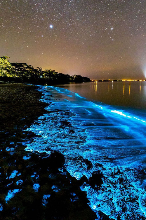 lsleofskye: Bioluminescence | jordan_robins