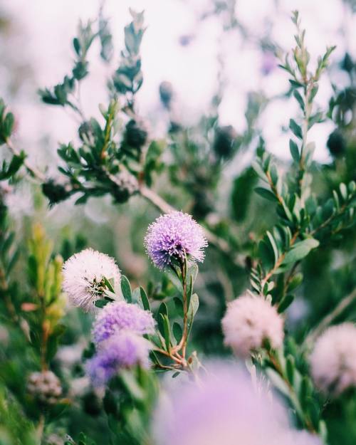 vintagepales2:  by  coleito