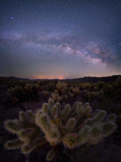 entertainmentnerdly:Milky Way Rising Over the Cholla Garden [OC] [2735 x 3655] via /r/EarthPorn http