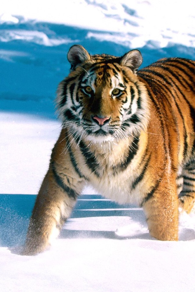 Siberian tiger
