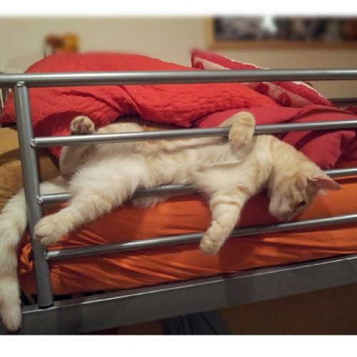 elxium:  Well this is #comfy ? :) #catsofinstagram #cat #catstagram #catsworld #cute #littleora