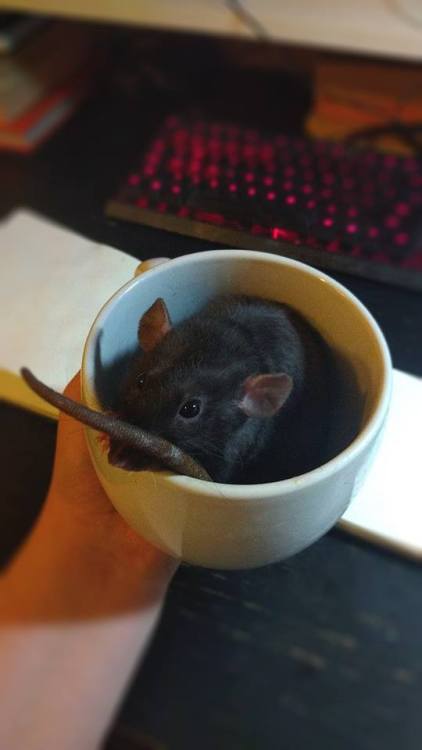 qjusttheletter: shamaanita: You all need to see Masha in a cup [ID: an adorable dark dumbo rat with 