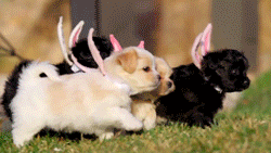 HAPPY EASTER