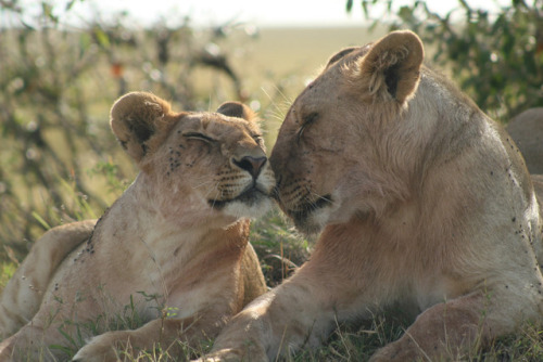 lionappreciationblog:Photo by Colin Jackson