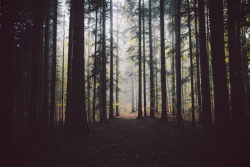 elenamorelli:  { autumn wandering }