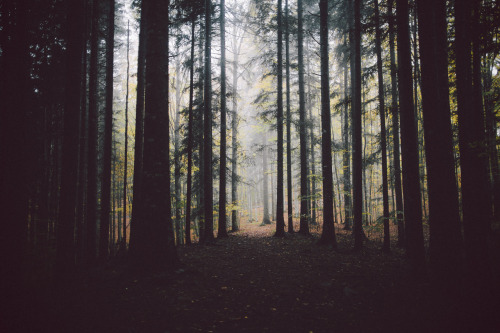 { Autumn Wandering }