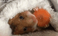 gifaknet:  video:   Hamster Eats Carrot in Bed   