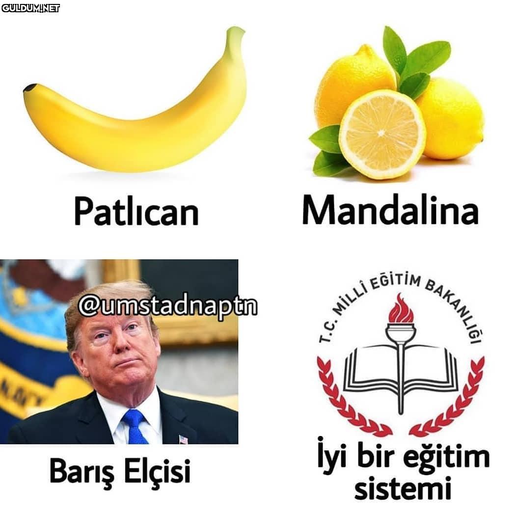 Patlican -...