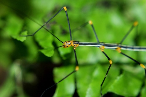 astronomy-to-zoology: &ldquo;Peruvian Fern Stick Insect&rdquo; (Oreophoetes peruana) &hellip