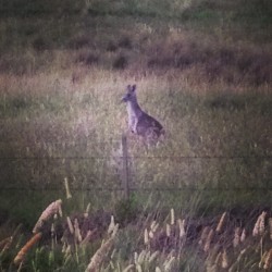 I saw a fuckin #kangaroo in the wild!! #Australia