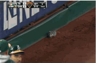 throwtheknuckleball:  A possum takes the field at the Athletics-Rays game.