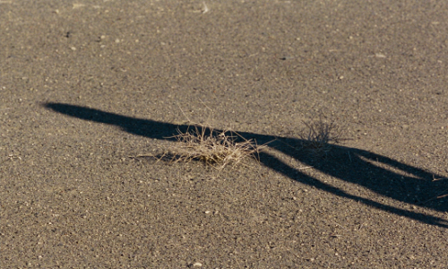 thelittlefreakazoidthatcould: Beau travail (1999) // dir. Claire Denis  