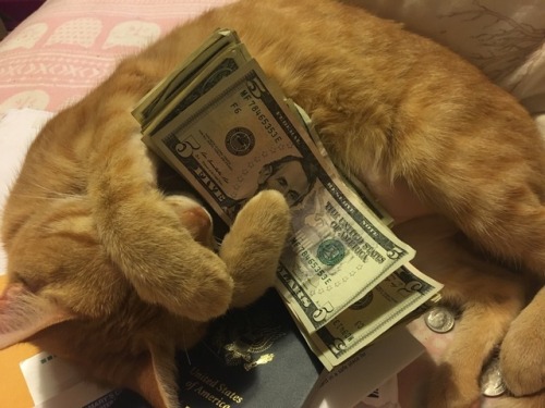 prettytaako:This is the lucky money stink. Reblog within 1 hour receive vast wealth in the week