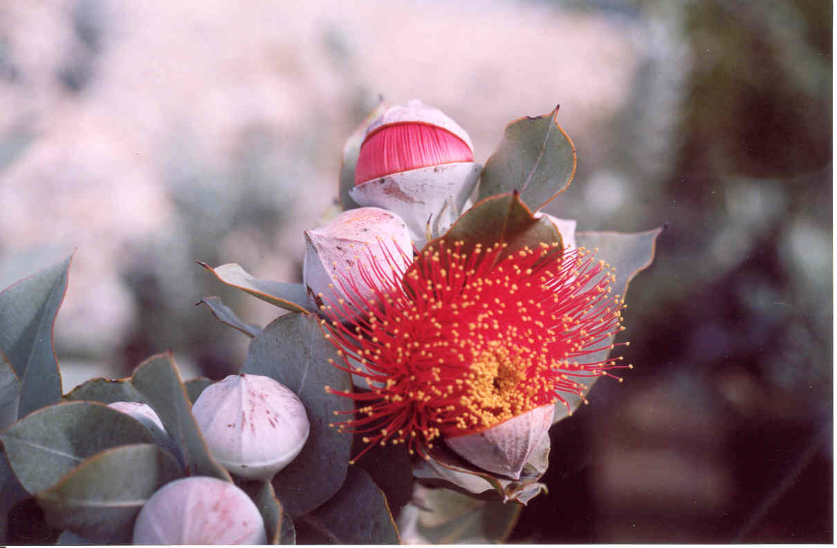 hex-wife:  eucalyptus macrocarpa 