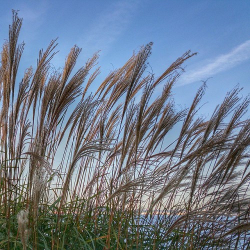 #grasses #alki #elliotbay #samsung #galaxynote4 #vzwbuzz #moreseattle