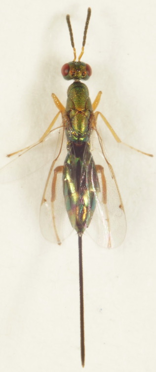 nycbugman:Torymus sp. (female)