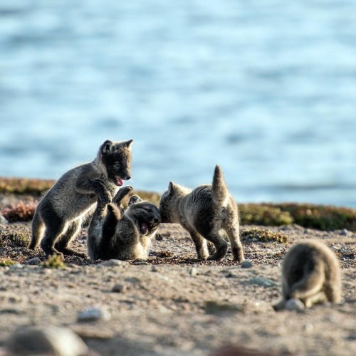 The perfect day to get out and play! - From @cbcdocs:  #wildcanada #arcticfoxes #socute More at www.