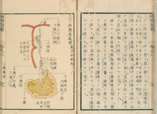 magictransistor:Mitsutane. Kaitai Hatsumou, Hand-Coloured Anatomical Woodcuts. 1813. Ci sono persino