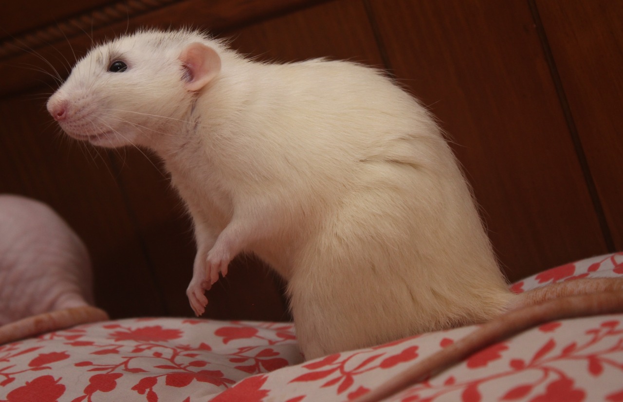 tinypawpets:  You think birds are the closest living relatives to dinosaurs?  Think