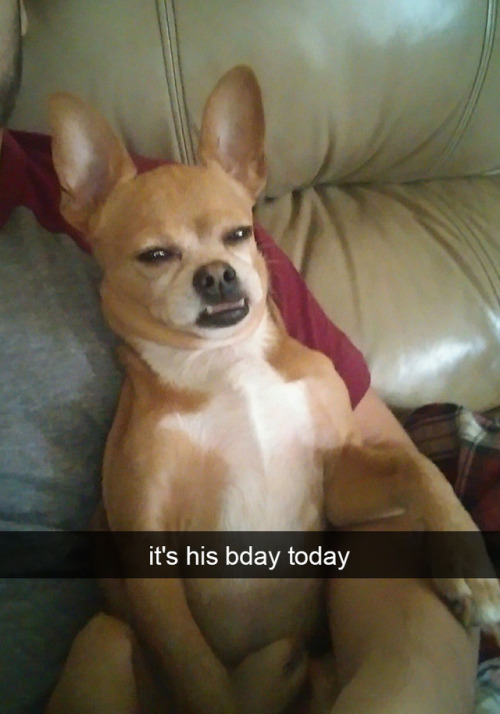 animalsnaps