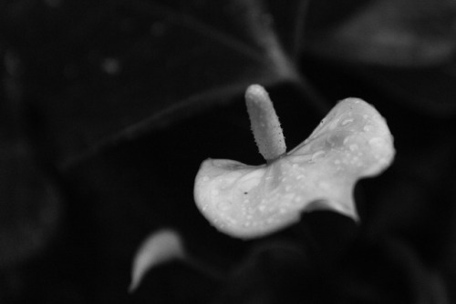 anthurium