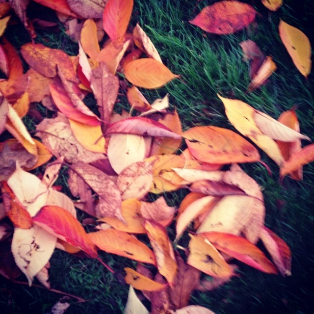 Leaves #leaves #autumn