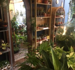 messypalettes:I went to a cutest little plant shop with the love of my life. It was perfect