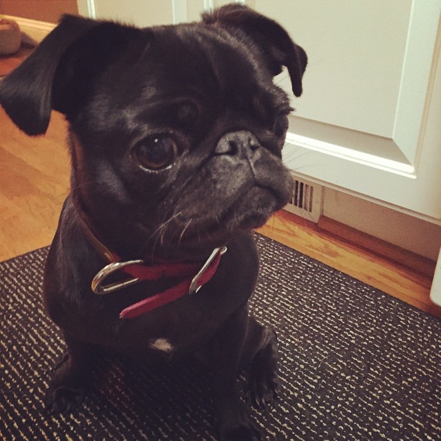ilovepugs4ever:  Follow Dog Quotes. 