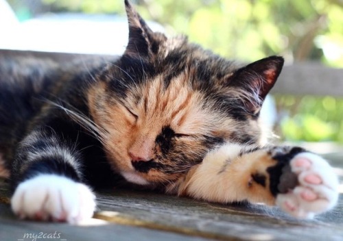 friendly-animals:(Source)