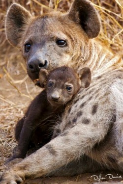 thepredatorblog:  Hyena and cub (by Dylan Davies)